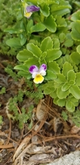 Viola tricolor