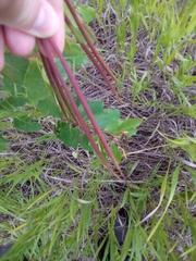 Apocynum androsaemifolium