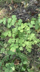 Thalictrum minus