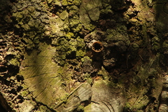 Nannotrigona perilampoides