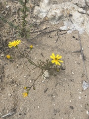 Senecio glaucus