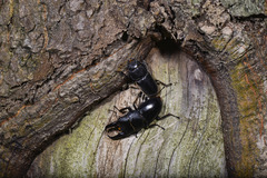 Serrognathus titanus platymelus