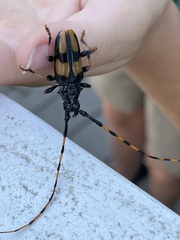 Dendrobias mandibularis