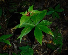 Medeola virginiana
