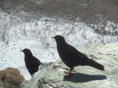 Pyrrhocorax graculus