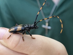 Dendrobias mandibularis