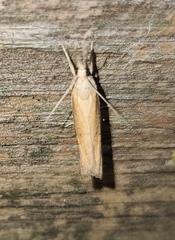 Neodactria luteolellus