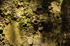 Nannotrigona perilampoides