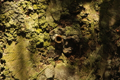 Nannotrigona perilampoides