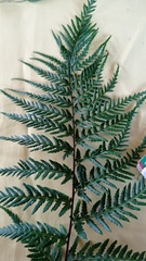 Pityrogramma calomelanos