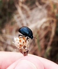 Chrysolina haemoptera