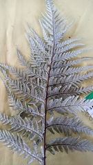 Pityrogramma calomelanos