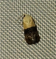 Eugnosta erigeronana