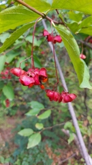 Euonymus latifolius
