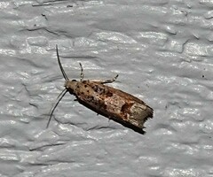 Crocidosema plebejana