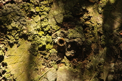Nannotrigona perilampoides