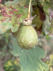 Andricus infectorius