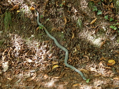 Natrix helvetica