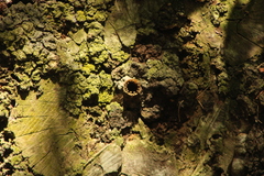 Nannotrigona perilampoides