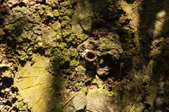 Nannotrigona perilampoides