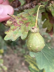 Andricus infectorius