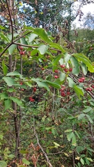 Euonymus latifolius