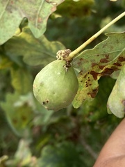 Andricus infectorius