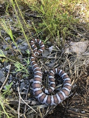 Lampropeltis triangulum