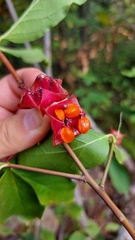 Euonymus latifolius