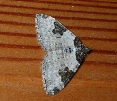 Xanthorhoe fluctuata