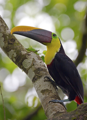 Ramphastos ambiguus