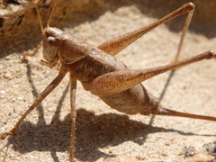 Antaxius spinibrachius