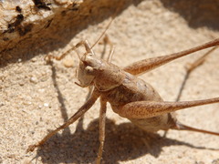 Antaxius spinibrachius