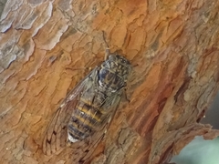 Cicada orni