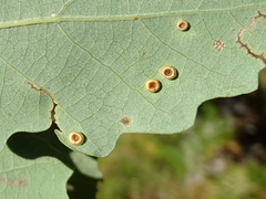 Neuroterus numismalis