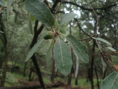 Quercus arizonica