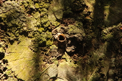 Nannotrigona perilampoides