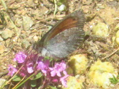 Erebia tyndarus