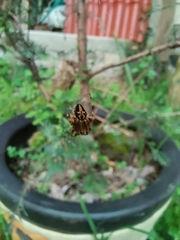 Neoscona orizabensis