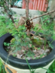 Neoscona orizabensis