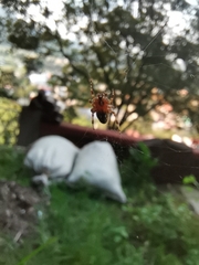 Neoscona orizabensis