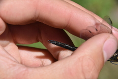 Somatochlora semicircularis