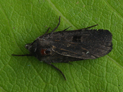Netrocerocora quadrangula