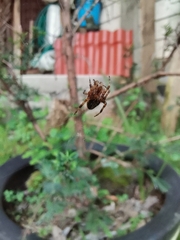 Neoscona orizabensis