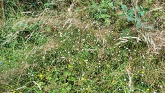 Stellaria graminea