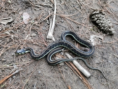 Thamnophis pulchrilatus