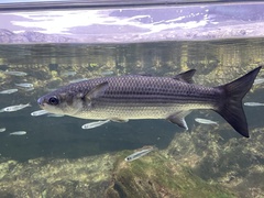 Chelon labrosus