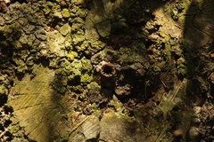 Nannotrigona perilampoides