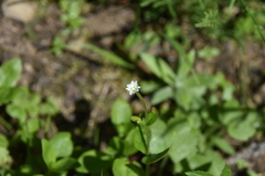 Epilobium lactiflorum