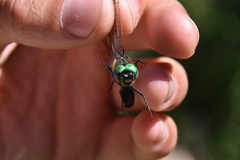 Somatochlora semicircularis